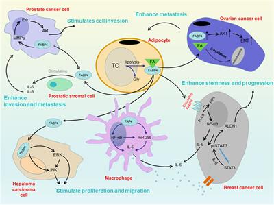 FABP4 in obesity-associated carcinogenesis: Novel insights into mechanisms and therapeutic implications